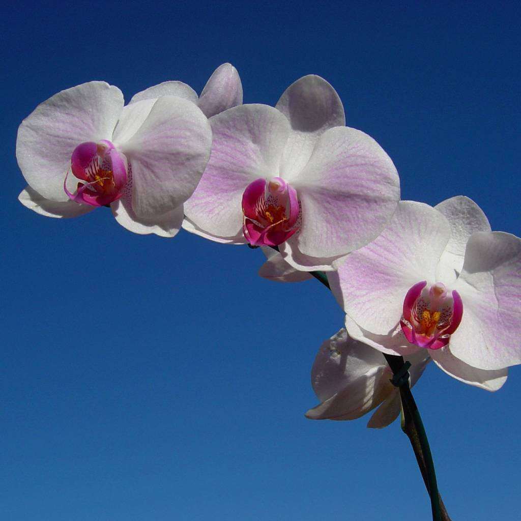 Despacho de contenedores retiro indirecto